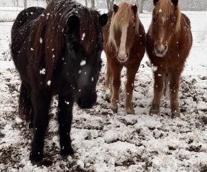 Nieuwjaarsreceptie en WE clinic afgelast!