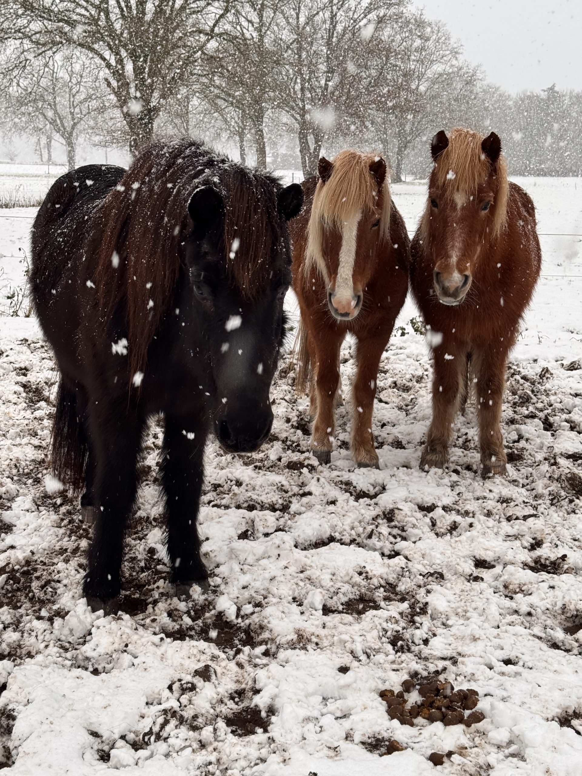 Nieuwjaarsreceptie en WE clinic afgelast!